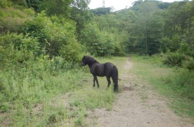 В Приморье 14-летний парень пытался украсть лошадь с целью выкупа