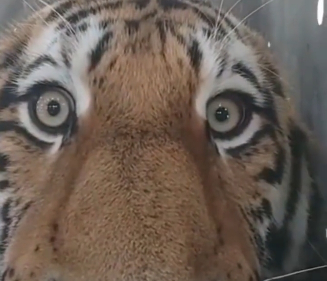 В Приморье отловили тигра, съевшего семь собак — видео