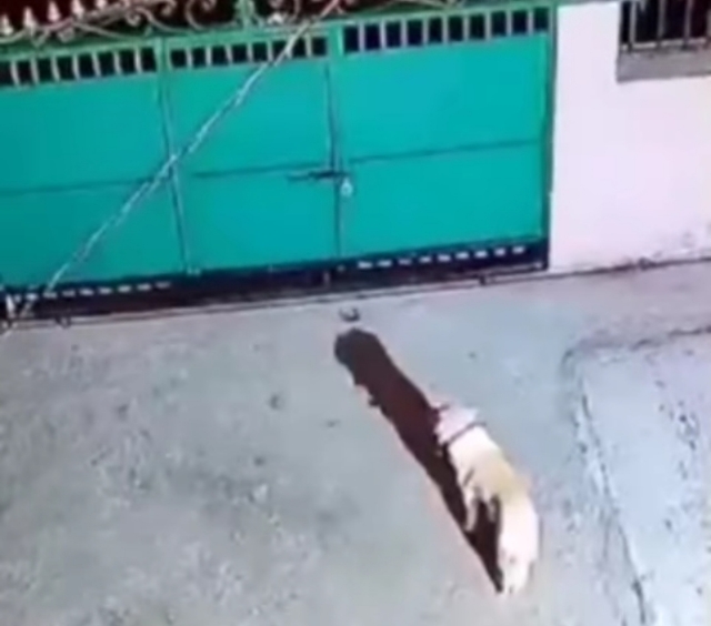 «Тигр или леопард?»: ужасающее видео нападения на собаку шокировало приморцев