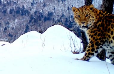 В Приморье леопард впервые за долгое время пересёк Транссибирскую магистраль — видео
