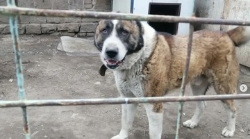 Огромная бойцовская собака пугает жителей Владивостока