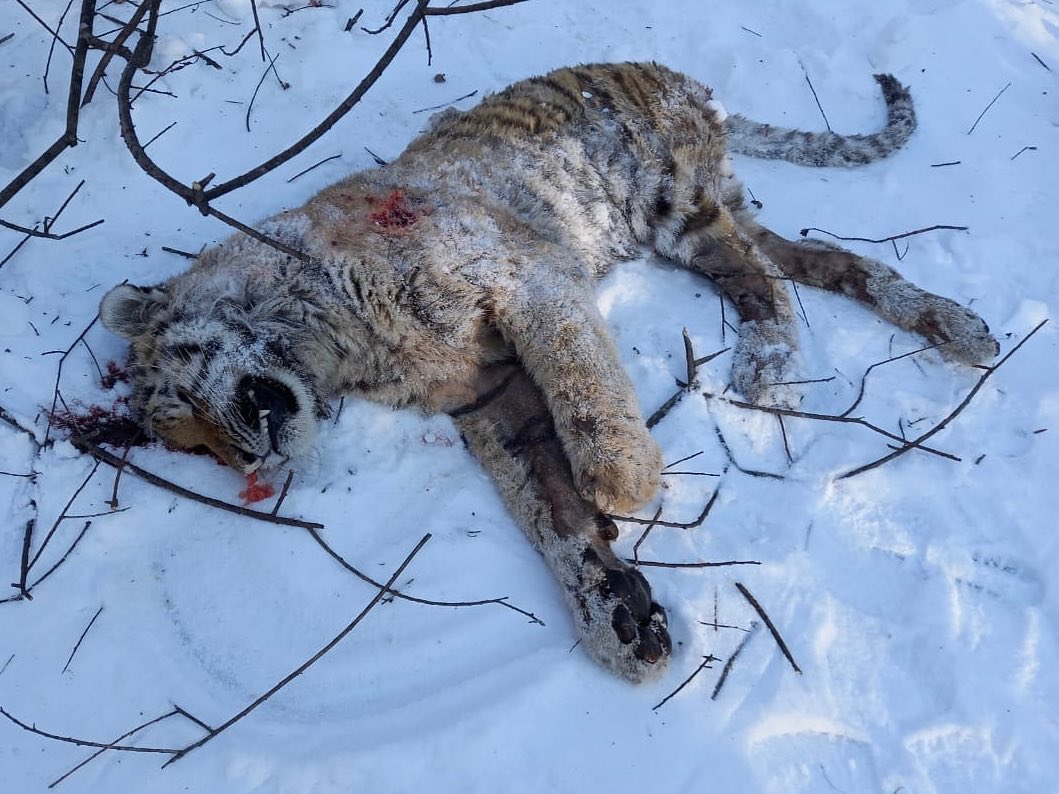 В Приморье с огнестрельными ранениями обнаружили тушу тигрицы. Возбуждено уголовное дело