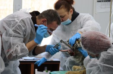 Год тигра в Приморье начался со спасения тигрёнка