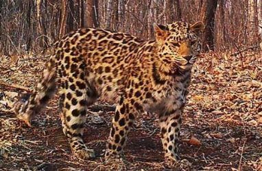Самку леопарда в Приморье назвали в честь героини серии фантастических романов