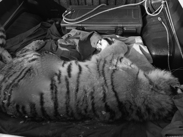 Очень грустно: в Приморье насмерть сбили амурского тигра — фото