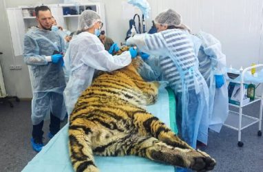 В Приморье прооперировали конфликтного тигра