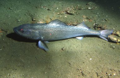 Угольную рыбу из Японии не пустили в Приморье