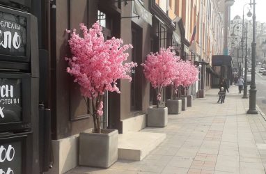 Появился список мест в Приморье, где цветёт сакура