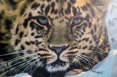 Леопард и медведь поочерёдно «надушились» в Приморье — видео