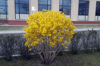 В Приморье ввели карантин по паразитическим растениям