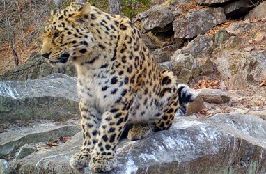 Для нового леопарда в Приморье имя выберут через Telegram