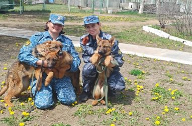«Выпускной» для 29 щенков устроили в Приморье