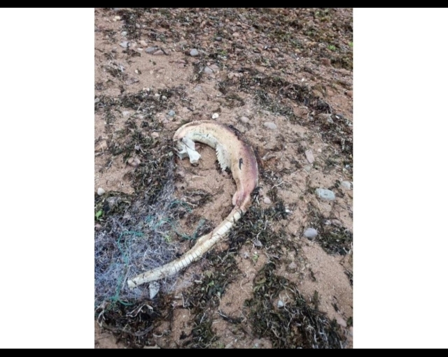 «Это что за зверь?»: в Приморье на берегу моря обнаружили загадочное существо
