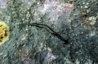 Новый для Приморья вид хищных червей обнаружили в Сихотэ-Алинском заповеднике