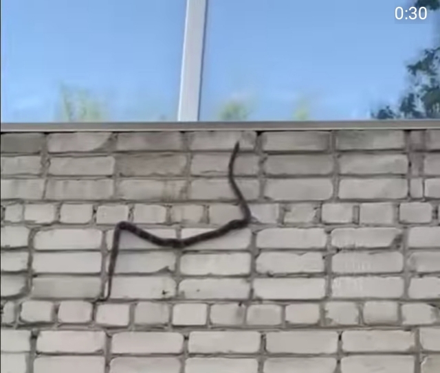 «Ужас!»: огромная змея пыталась залезть в окно в Приморье — видео