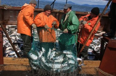 Искусственный интеллект помог выявить в Приморье свыше 42 тонн подозрительной рыбопродукции