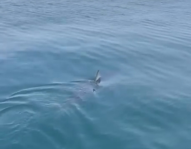 Огромную акулу увидели у берегов Владивостока — видео