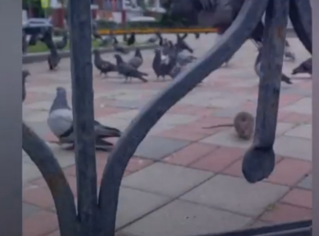 Огромная крыса гоняла голубей в центре Владивостока — видео