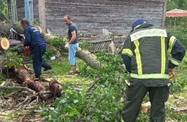 Гнилое дерево рухнуло на два жилых дома в Приморье