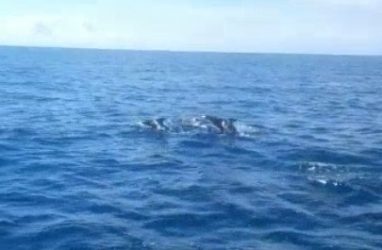 Это очень красиво: у берегов Приморья заметили стаю дельфинов