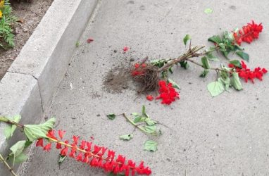 В Приморье «банда» вандалов вырвала и тут же бросила цветы из вазонов