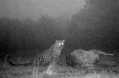 Сенсация: леопарда запечатлели у полуострова Гамова в Приморье