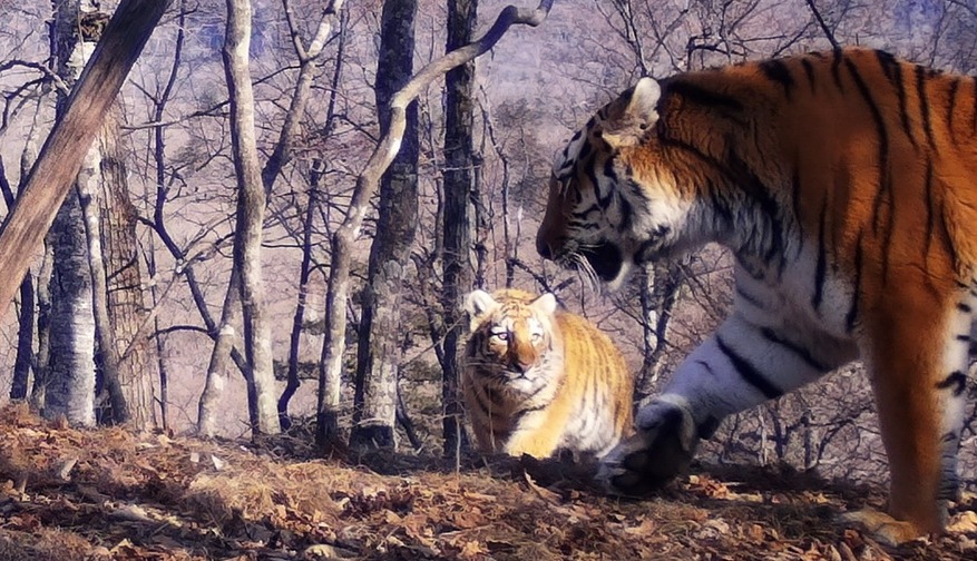Впервые в мире: выводок из пяти тигрят зафиксировали в Приморье — видео