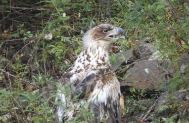 Краснокнижного орлана-белохвоста выпустили в дикую природу в Приморье