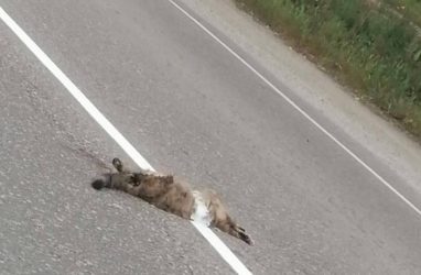 В Приморье дорожную разметку нанесли поверх мёртвого кота