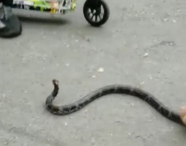 «Ужас!»: видео с обезглавленной змеёй возмутило жителей Владивостока