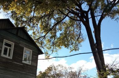 Жильцы дома в пригороде Владивостока бьют тревогу: на здание может обрушиться огромное дерево