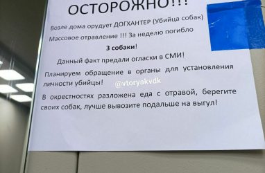 Информацию о жестоком догхантере распространили во Владивостоке