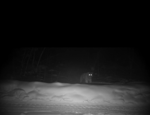 Температура минус 36: амурский тигр попал на видео в Хабаровском крае