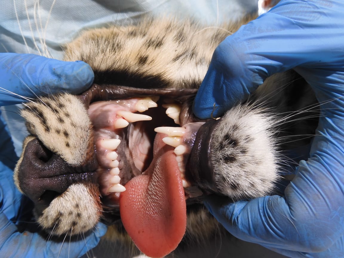 Спасённый в Приморье леопард увеличил вес почти в четыре раза — фото