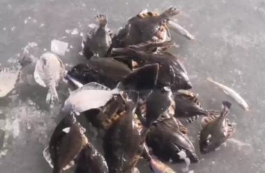 Рыбаки во Владивостоке, вышедшие на ранний лёд, уже хвастаются хорошими уловами — видео