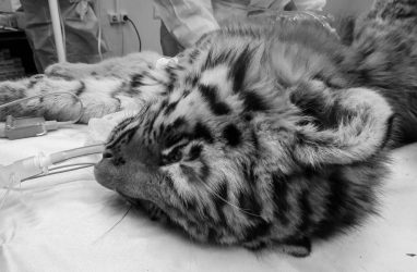 В Приморье умерла доставленная на реабилитацию маленькая тигрица. Ранее погиб её брат
