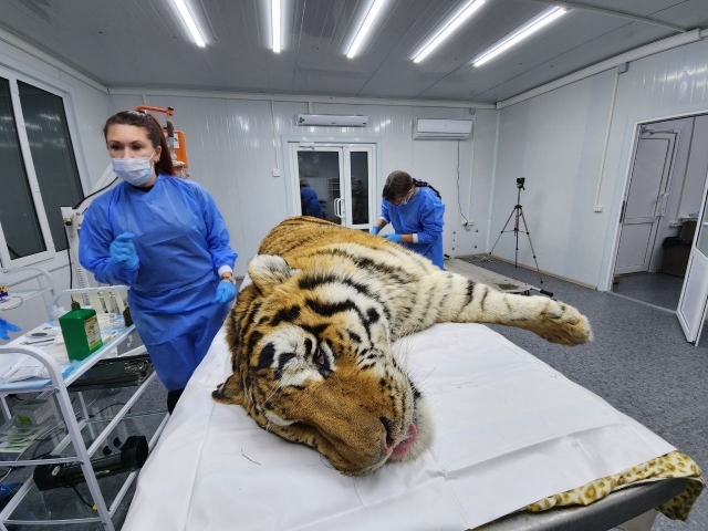 Зверь в критическом состоянии: в Приморье перевезли отловленного тигра — фото