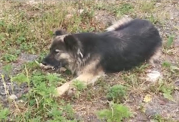 В Чугуевском округе Приморья из-за агрессивных собак пришлось ввести режим ЧС