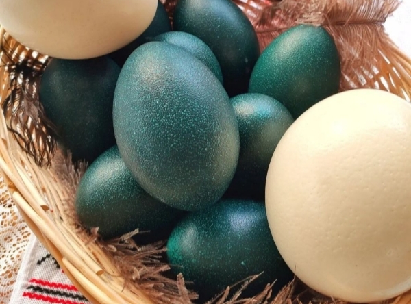 Блюда из страусиных яиц предложили попробовать приморцам с 20 по 26 февраля