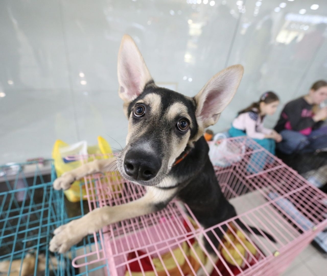 Жителям Владивостока предложили на льготных условиях чипировать своих собак