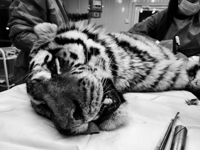 В Приморье умер тигр, за жизнь которого боролись специалисты