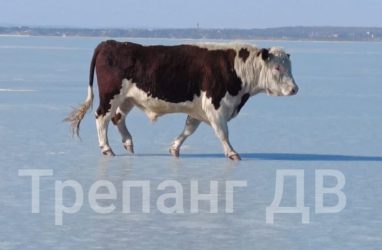 Бык вышел на лёд в акватории Владивостока