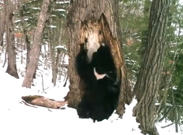 В Приморье зафиксировали первый «весенний танец» медведя — видео