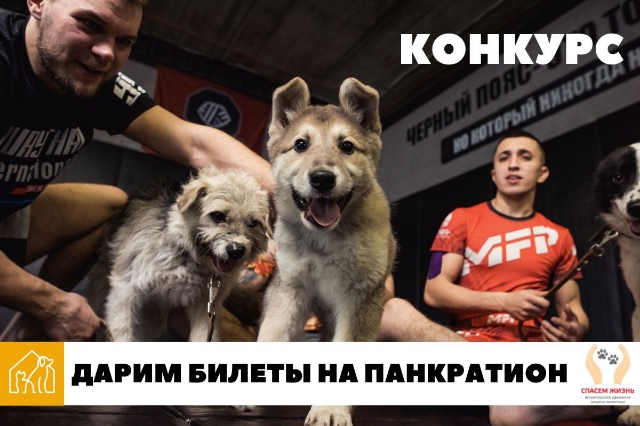 На Международном турнире по панкратиону (16+) во Владивостоке проведут сбор корма для бездомных животных