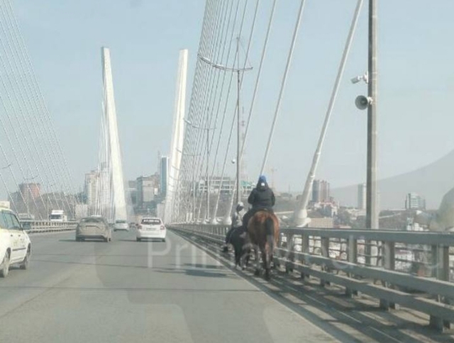 Автомобилистов во Владивостоке удивили наездники на лошадях на Золотом мосту