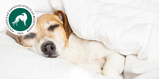 Видят ли собаки сны? Российские кинологи рассказали интересные факты