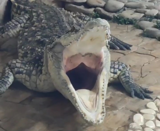 «Захватывающее видео!». Во Владивостоке показали крокодила и рассказали о нём интересные факты