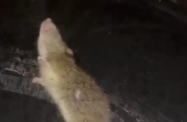 «Моющая» лобовое стекло машины крыса напугала жителей Владивостока