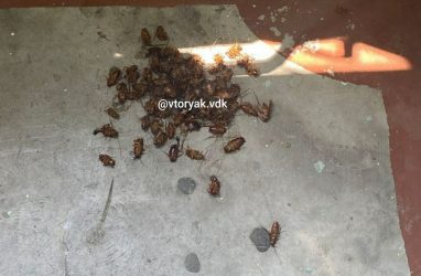 Неизвестные подбрасывают в многоквартирные дома Владивостока огромных тараканов
