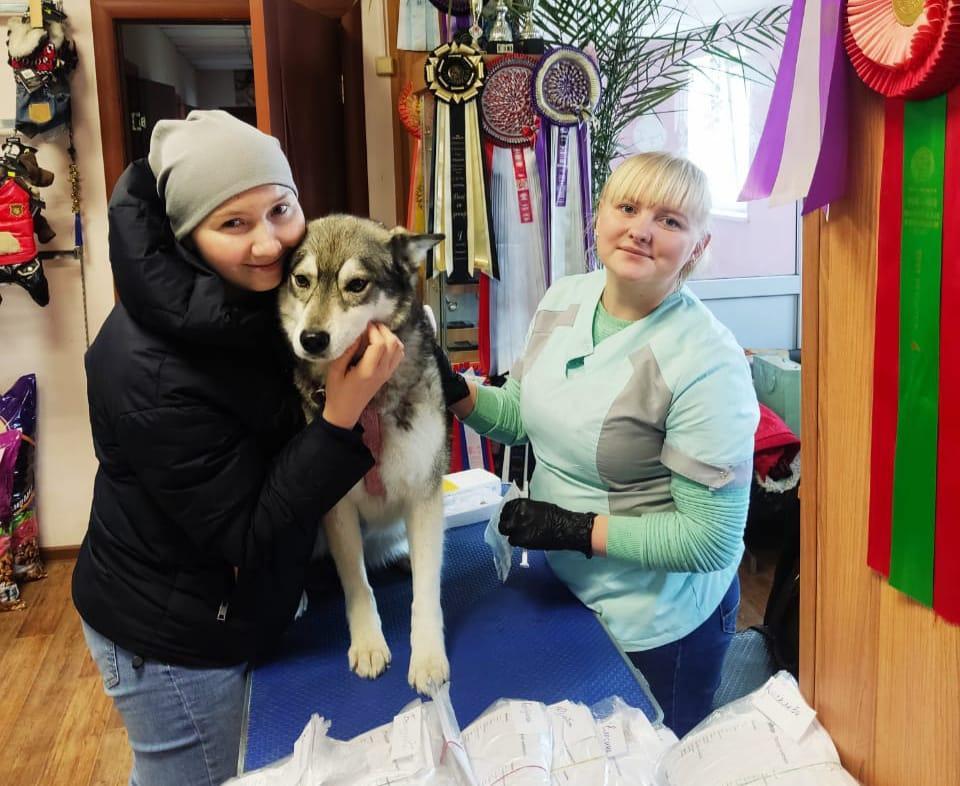 Владельцы собак во Владивостоке вновь смогут чипировать своих питомцев по льготной цене